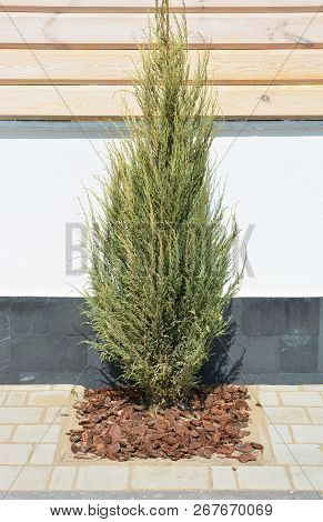 Juniperus Scopulorum Skyrocket In The Modern Garden