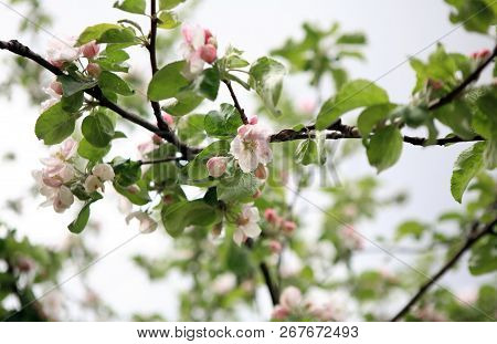 Apple Flower On Tree At Spring Day