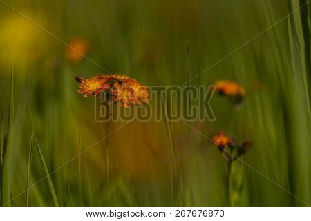 Wild Orange Hawkweed Flowers In Door County, Wisconsin