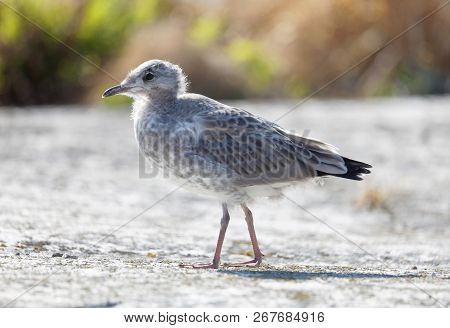Closeup Of A Cute Seagull Chick Bird (latin: Laridae) Walking On A Cliff