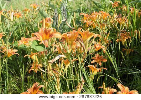 Flowers Of Orange Lilies. Lilies Among The Grass