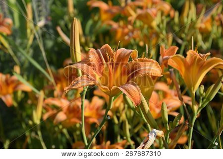 Flowers Of Orange Lilies. Lilies Among The Grass