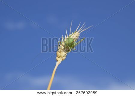 Isophia. Grasshopper Is An Isophy On A Wheat Spikelet. Isophya. Isophya Against The Blue Sky.
