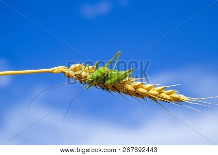 Isophia. Grasshopper Is An Isophy On A Wheat Spikelet. Isophya. Isophya Against The Blue Sky.