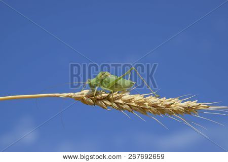 Isophia. Grasshopper Is An Isophy On A Wheat Spikelet. Isophya. Isophya Against The Blue Sky.