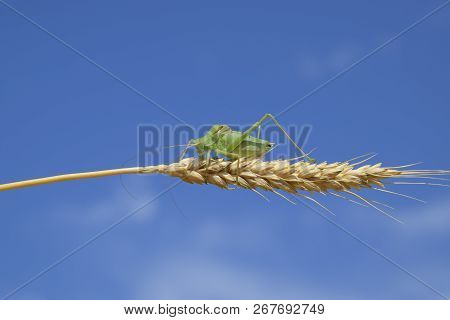 Isophia. Grasshopper Is An Isophy On A Wheat Spikelet. Isophya. Isophya Against The Blue Sky.