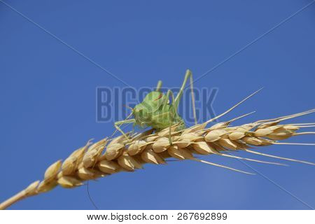 Isophia. Grasshopper Is An Isophy On A Wheat Spikelet. Isophya. Isophya Against The Blue Sky.