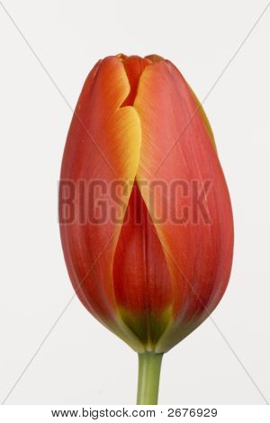 Uzavřít přes bílý Tulipán