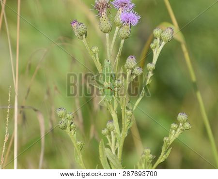Isophya On The Stems Of The Tubercle. Wingless Grasshopper Isophya.