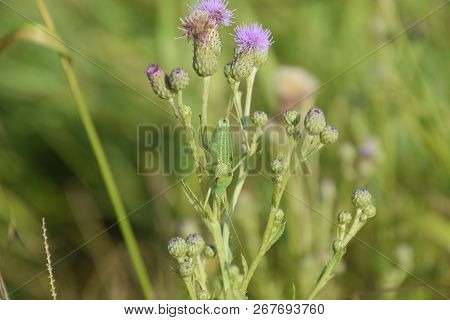 Isophya On The Stems Of The Tubercle. Wingless Grasshopper Isophya.