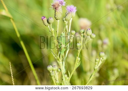 Isophya On The Stems Of The Tubercle. Wingless Grasshopper Isophya.