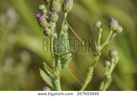Isophya On The Stems Of The Tubercle. Wingless Grasshopper Isophya.