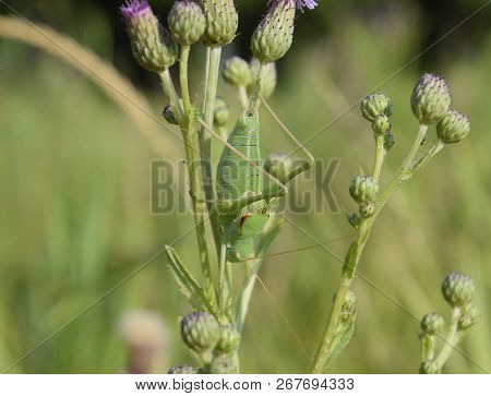 Isophya On The Stems Of The Tubercle. Wingless Grasshopper Isophya.