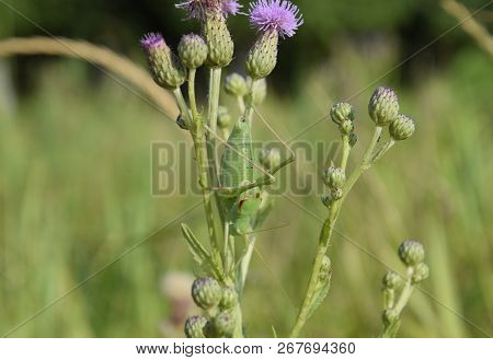 Isophya On The Stems Of The Tubercle. Wingless Grasshopper Isophya.