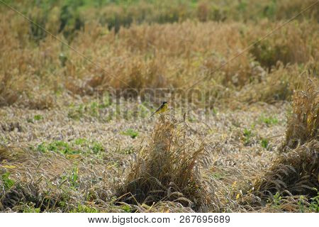 Tit On The Ears Of Wheat. A Bird With A Yellow Belly.