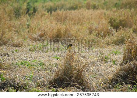 Tit On The Ears Of Wheat. A Bird With A Yellow Belly.