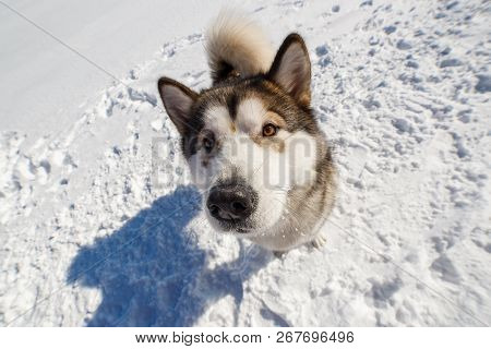 Fuuny Close Up Portrait Of Alaskan Malamute In Winter Park