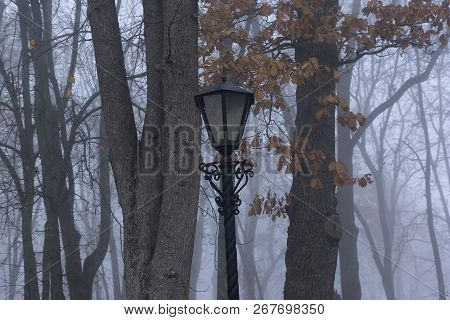 Autumn Forest Mist Landscape. Forest Fog Trees Silhouette In Autumn. Autumn Forest Fog Trees Backgro