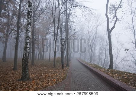 Autumn Forest Mist Landscape. Forest Fog Trees Silhouette In Autumn. Autumn Forest Fog Trees Backgro