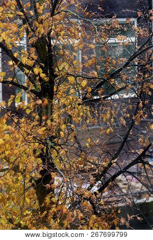View Through Window On The Yellow Lefs
