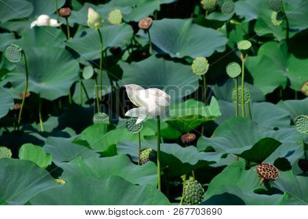 Pond With Lotuses. Lotuses In The Growing Season. Decorative Plants In The Pond.