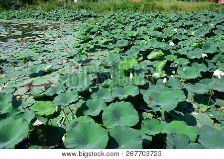 Pond With Lotuses. Lotuses In The Growing Season. Decorative Plants In The Pond.