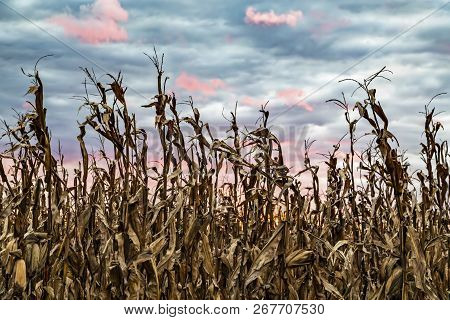 Sundown Harvest