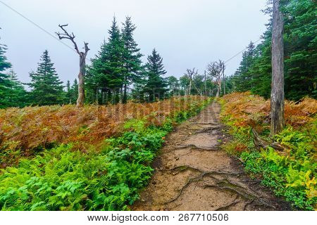Views Of The Benjie Lake Trail, On The Plateau At The Top Of French Mountain, In Cape Breton Highlan