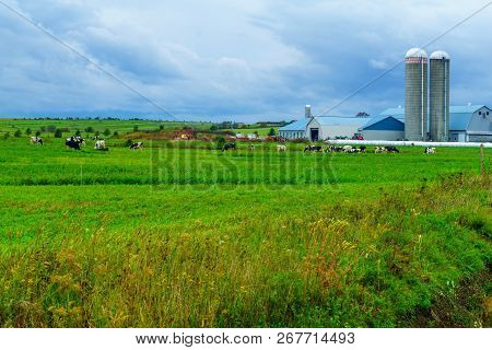 View Of Countryside And Cows In Saint-michel-de-bellechasse, Quebec, Canada