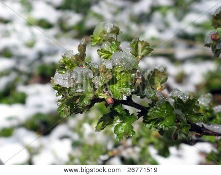 Agrest (Grossularia) pod ostatni śnieg