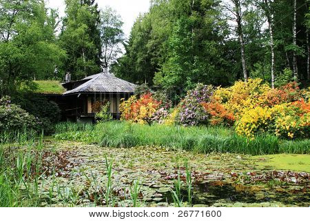 blühende Rhododendren im Seligermoor Garten (Schweiz)