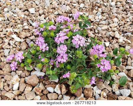 Flowering Low Rise Shrub Of Lantana Montevidensis Used In Desert Style Xeriscaping