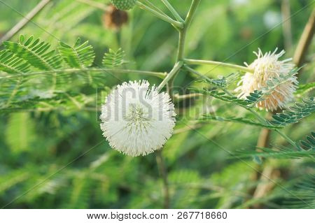 Close Up Leucaena Glauca Flower In Nature Garden