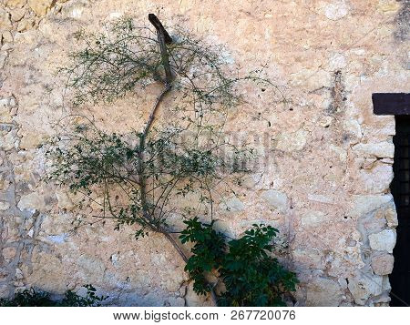 Climbing Green Plant On An Old Stone Wall Costa Blanca Spain