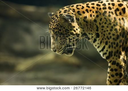 grande leopardo