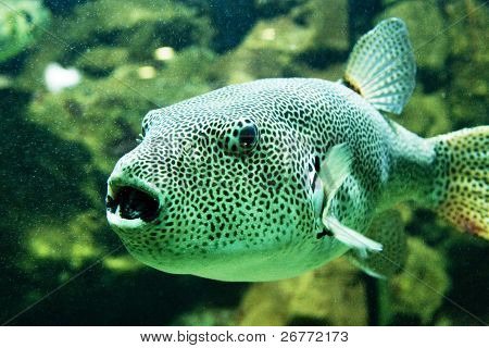 pesce palla