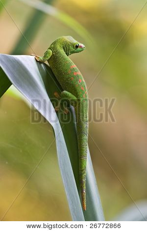 Verde geco del madagascar sulla foglia