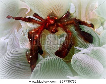 Marine Life, Or Sea Life Or Ocean Life, Is The Plants, Animals And Other Organisms That Live In The 