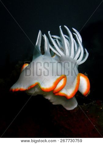 Marine Life, Or Sea Life Or Ocean Life, Is The Plants, Animals And Other Organisms That Live In The 