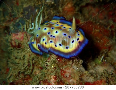 Marine Life, Or Sea Life Or Ocean Life, Is The Plants, Animals And Other Organisms That Live In The 