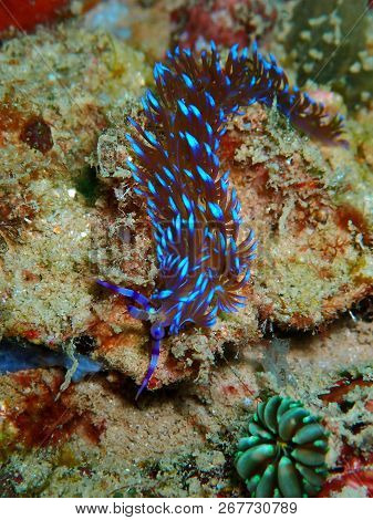 Marine Life, Or Sea Life Or Ocean Life, Is The Plants, Animals And Other Organisms That Live In The 