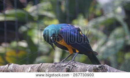 The golden-breasted starling is a small bird with a bright, blue tail and a blue back. It has a gree