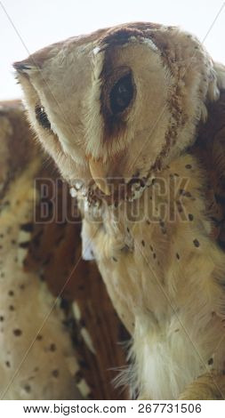 The oriental bay owl is a type of bay owl, usually classified with barn owls. It is completely noctu