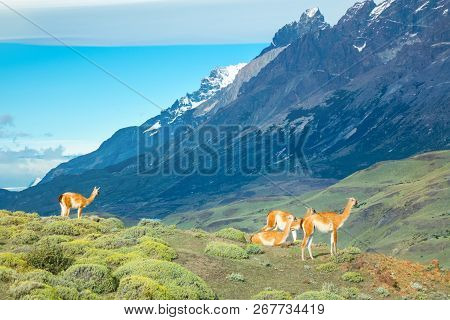 Guanaco Lamas In National Park Torres Del Paine Mountains, Patagonia, Chile, South America