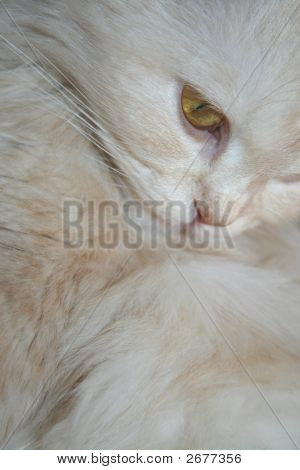 Gatto bianco