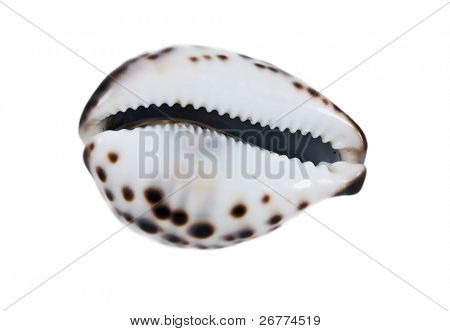 Shell Tiger isolata on white