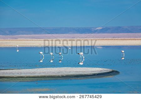 Flamingos In Chaxa Lagoon Salt Lake, Atacama Desert, Chile, South America