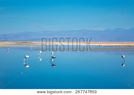 Flamingos In Chaxa Lagoon Salt Lake, Atacama Desert, Chile, South America