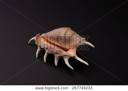 Marine Predatory Snail, Venus Comb Or Murex Pecten On Black.