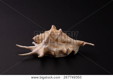 Marine Predatory Snail, Venus Comb Or Murex Pecten On Black.